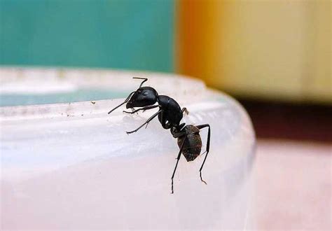 家裡出現大隻螞蟻